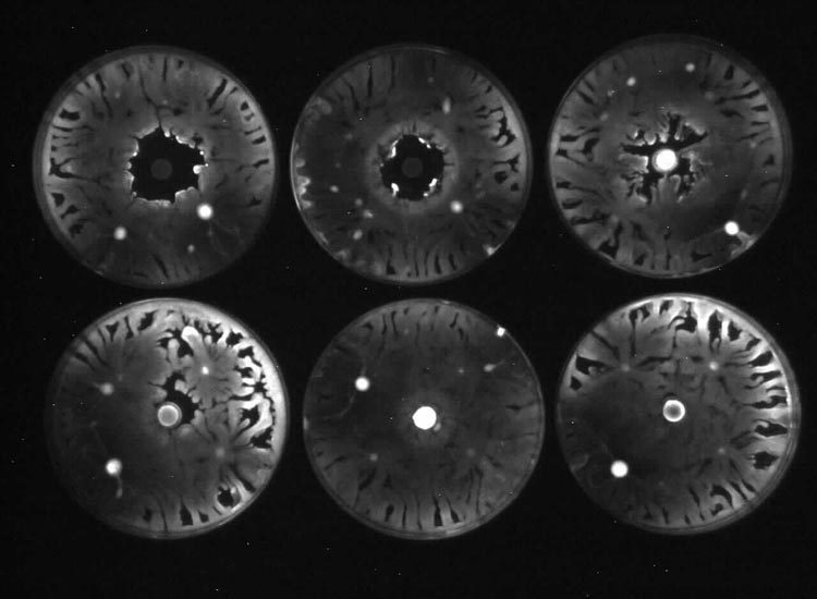 Image of Pseudomonas lux plates